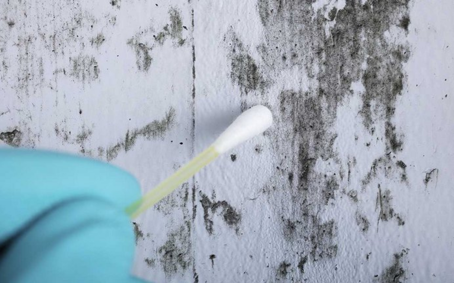 Desinfektion og forebyggelse af skimmelsvamp