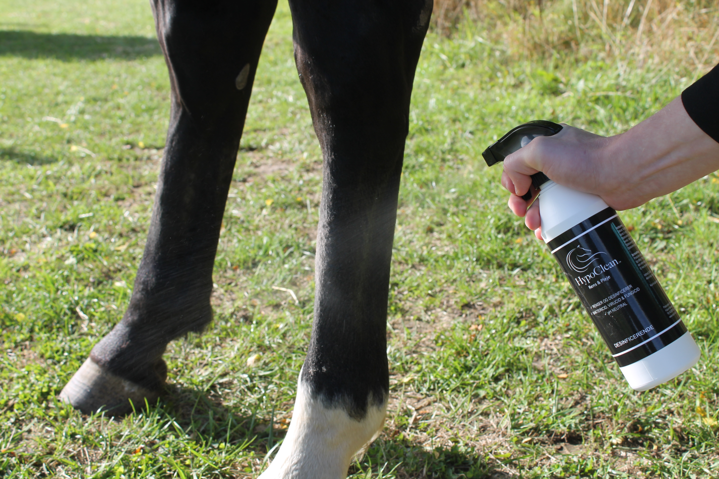 Hvad er muk hos heste? Behandling med HypoClean